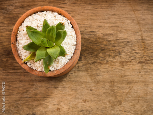 Fototapeta Naklejka Na Ścianę i Meble -  Succulent or Cactus in pot, wooden background, top view