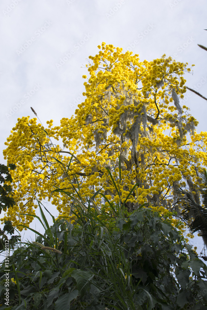 Fototapeta premium Yellow guayacan