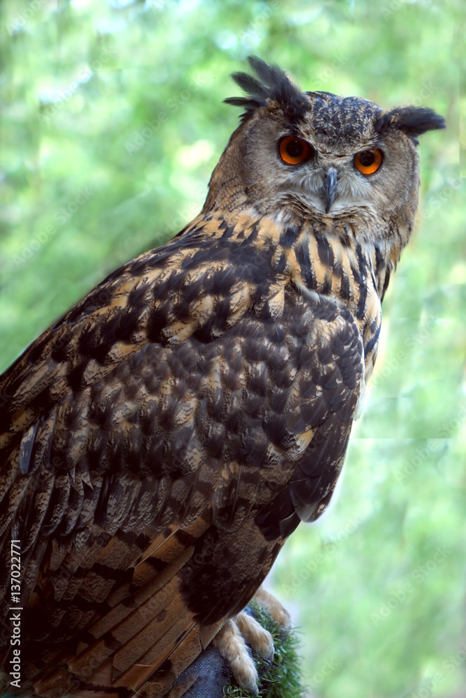 Owls are nocturnal birds. Owls are nocturnal birds.