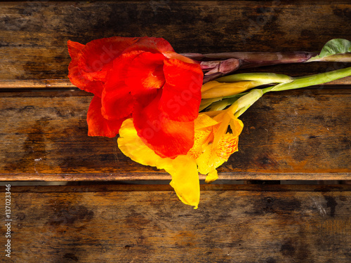 Ren and Yellow Canna flower on wooden background photo