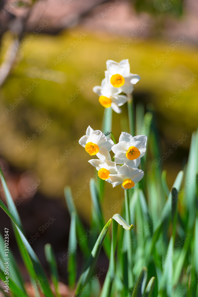 Flowers of Narcissus,in Showa Kinen Park,Tokyo,Japan Flowers of Narcissus,in Showa Kinen Park,Tokyo,Japan