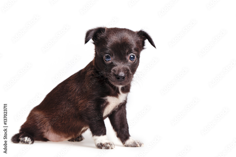 Cute not purebred melancholy. Pets need our support and care. The owner search. Looking at you Cute not purebred melancholy. Pets need our support and care. The owner search. Looking at you