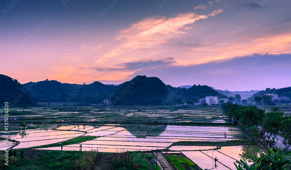 Sunset over rice field in South China