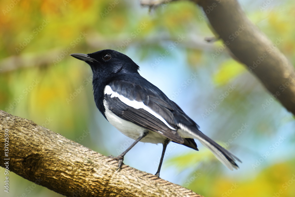 Oriental magpie robin, Copsychus saularis, bird hold on branch Oriental magpie robin, Copsychus saularis, bird hold on branch