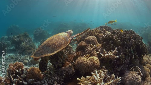 Hawksbill turtle swims on a coral reef. 4k footage 