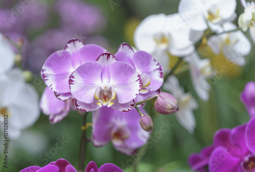 Phalaenopsis orchids flowers bloom in spring adorn the beauty of nature