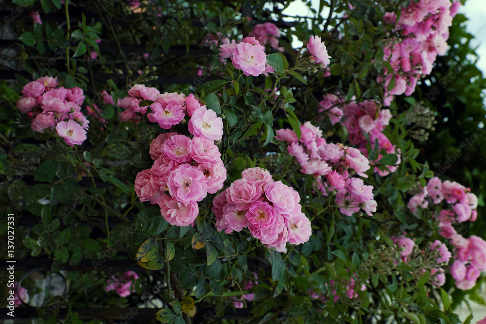 Climbing roses trellis, beautiful fence front of house Climbing roses trellis, beautiful fence front of house