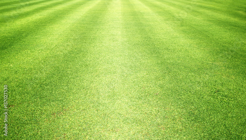 grass background Golf Courses green © scenery1
