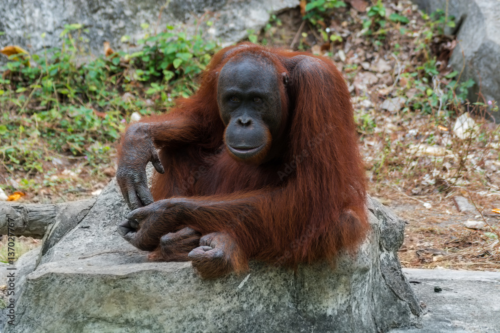 Orangutan or Pongo pygmaeus.