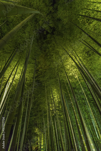 Bamboo grove  bamboo forest in Arashiyama  Kyoto  Japan