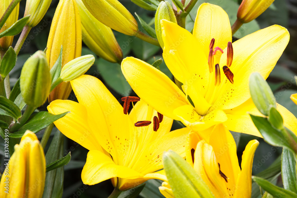Flowers of lily with leaves in garden on sunny day Flowers of lily with leaves in garden on sunny day