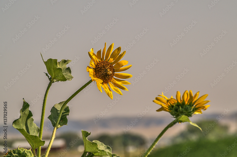 Fototapeta premium Nebraska Sunflowers