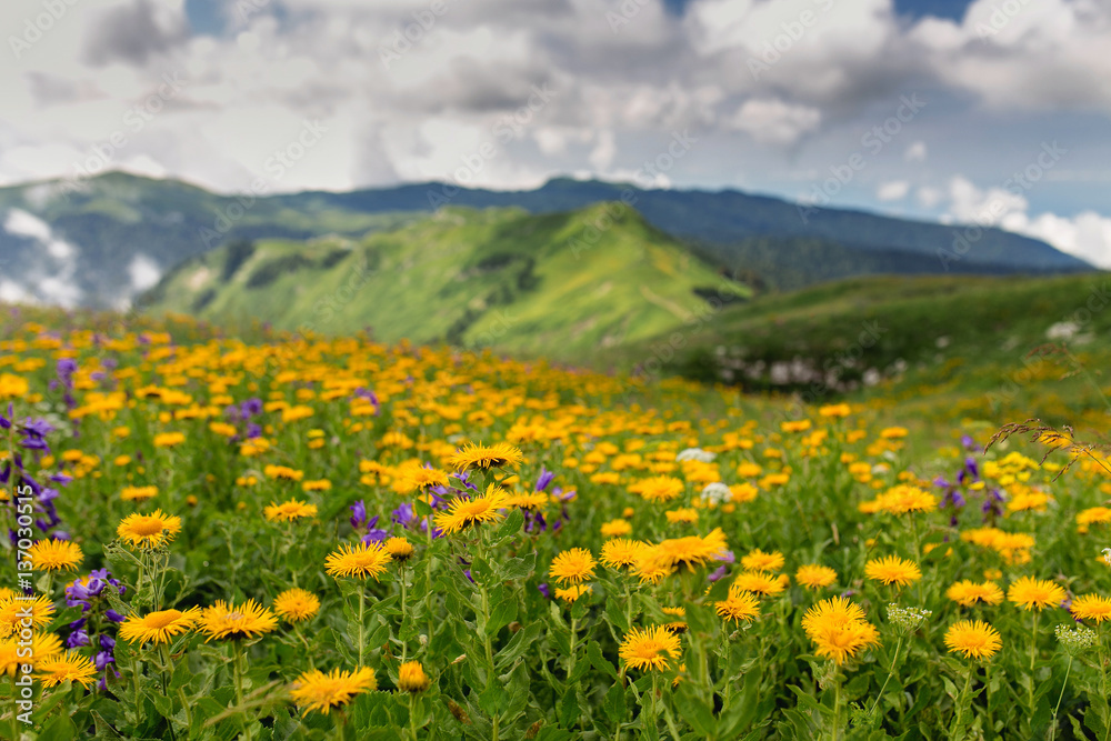 Alpine meadow closeup with blooming wildflowers at the rocky mou