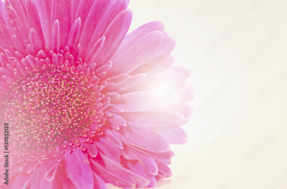 International Womens Day Flower and purple ribbon International Womens Day Flower and purple ribbon