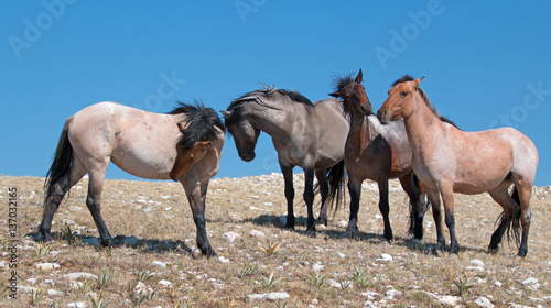 Small Herd of Mustangs on Sykes Ridge in the Pryor Mountains Wild Horse Range in Montana U S photo