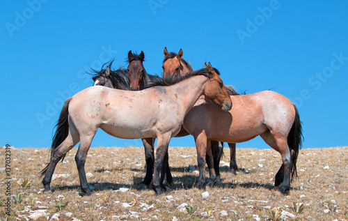 Small Herd of Mustangs on Sykes Ridge in the Pryor Mountains Wild Horse Range in Montana US