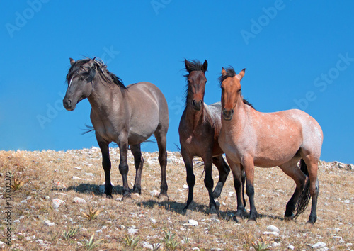 Small Band of Wild Horses on Sykes Ridge in the Pryor Mountains in Montana USA © htrnr
