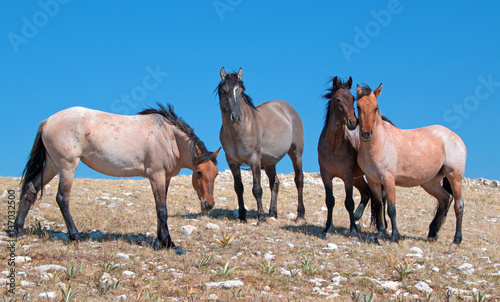 Small Band of Wild Horses on mountain ridge in the western United States