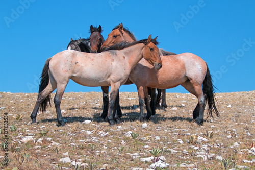 Small Band of Wild Horses on Sykes Ridge in the Pryor Mountains Wild Horse Range in Montana U S A photo