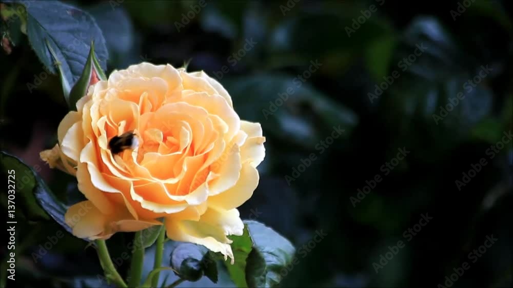 bee collects pollen from yellow rose
bee collects pollen from yellow rose