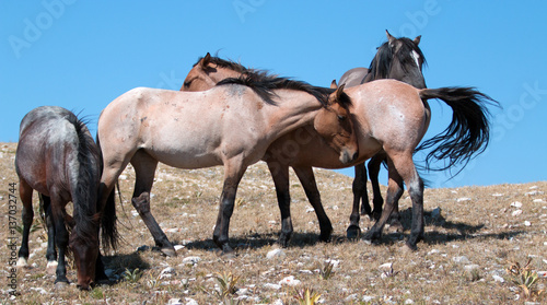 Small Band of Wild Mustangs on Sykes Ridge in the Pryor Mountains Wild Horse Range in Montana U S A photo