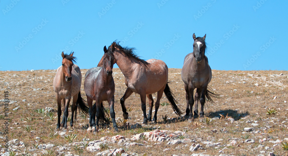 Obraz premium Small Band of Wild Horses on Sykes Ridge in the Pryor Mountains Wild Horse Range in Montana USA