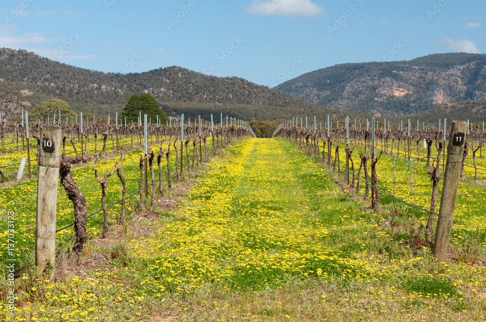 Vineyard full of wildflowers at the foot of the Grampians Ranges in Victoria, Australia