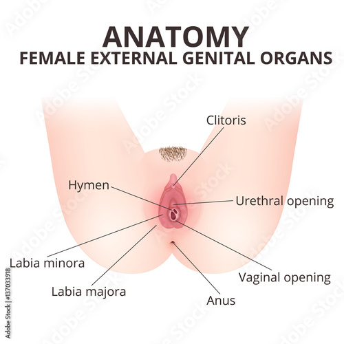 medical poster female anatomy vagina