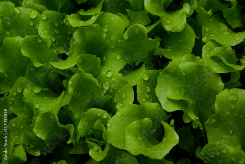 Small sprouts lettuce sprout in the ground