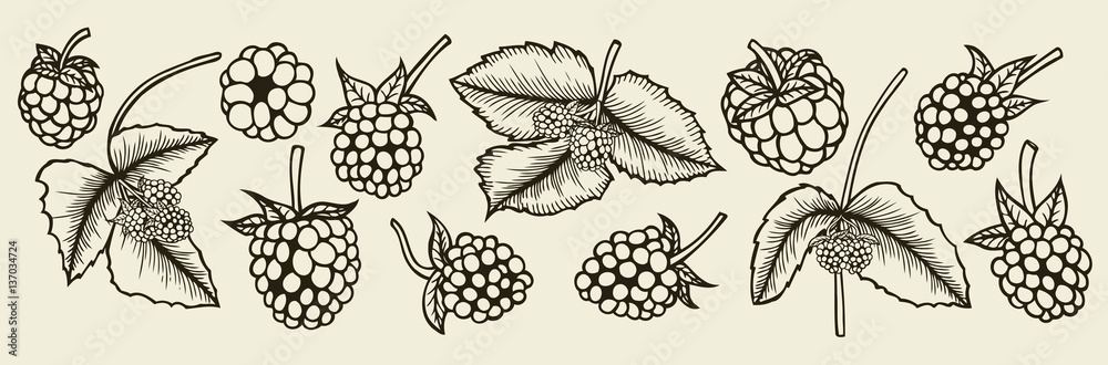 Blackberry hand drawn sketch. Blackberry hand drawn sketch.