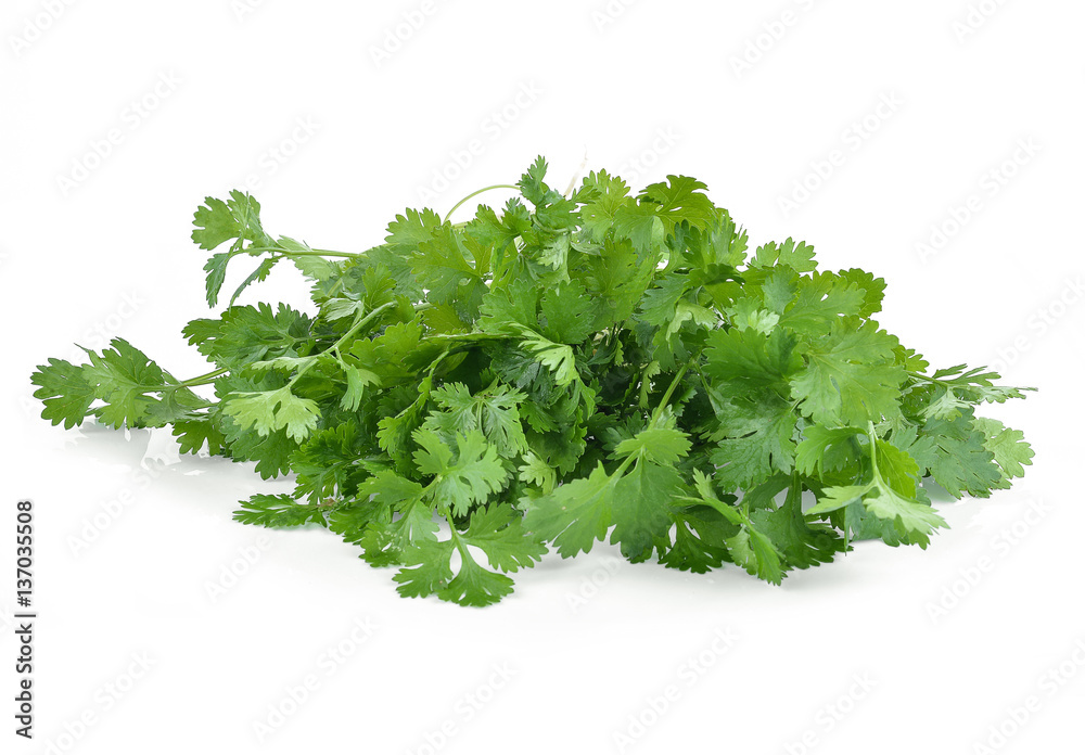 Fototapeta premium Bunch of fresh coriander leaves over white background