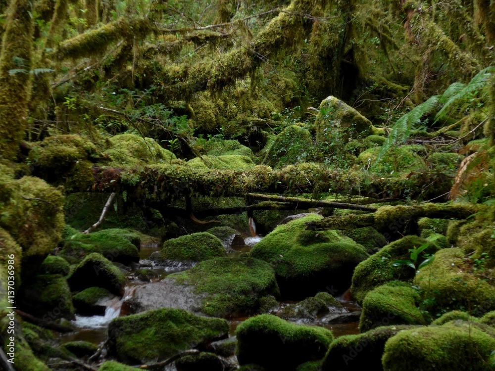 A thick, mossy, green, overgrown forest in the Cochamo valley in Southern Chile A thick, mossy, green, overgrown forest in the Cochamo valley in Southern Chile