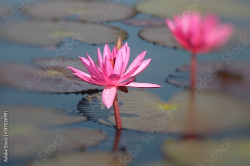 blooming pink lotus flower in pool