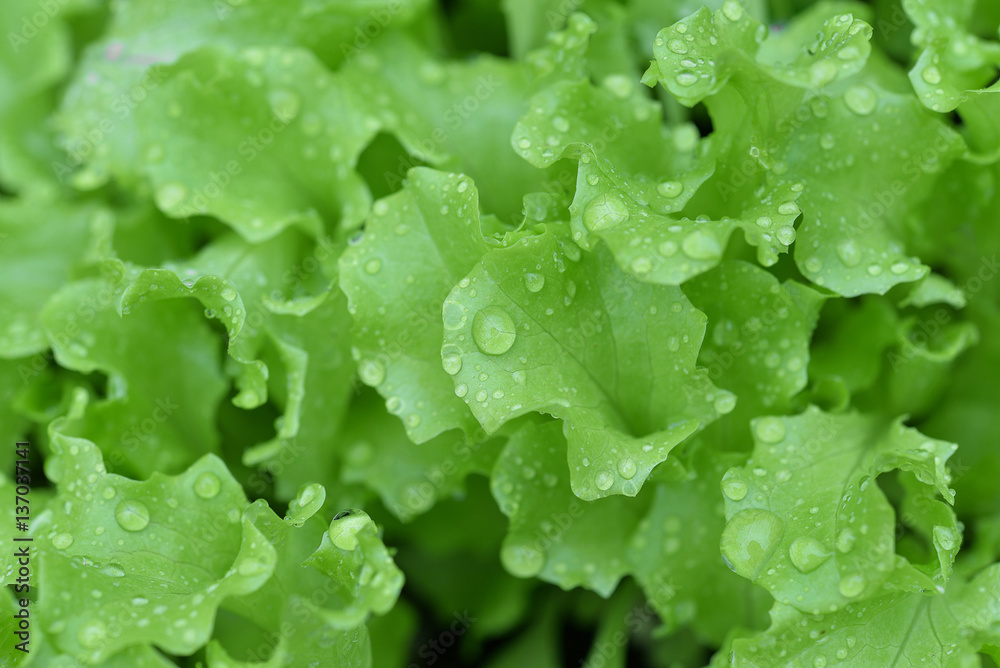 Small sprouts lettuce sprout in the ground Small sprouts lettuce sprout in the ground