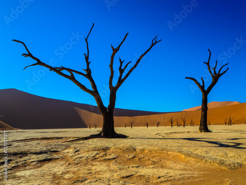 Dead trees on white clay pan in desert photo
