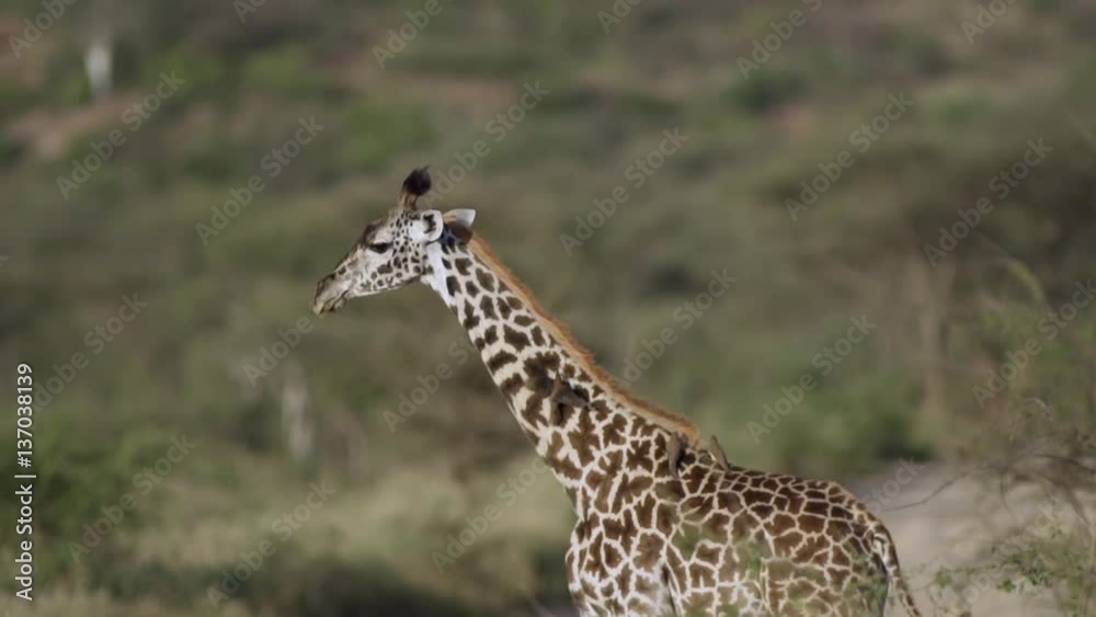 Baby giraffe walking and birds ride along close-up at Tsavo West, Kenya Shot in super slow motion using Sony FS700 at 240 fps FHD Baby giraffe walking and birds ride along close-up at Tsavo West, Kenya Shot in super slow motion using Sony FS700 at 240 fps FHD