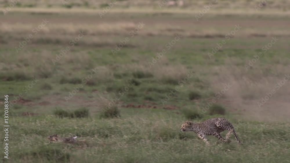 Cheetah running chasing a rabbit in Amboseli, Kenya Shot in super slow motion using Sony FS700 at 240 fps FHD