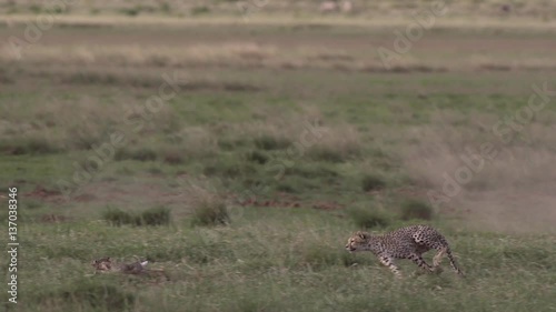 Cheetah running chasing a rabbit in Amboseli, Kenya Shot in super slow motion using Sony FS700 at 240 fps FHD