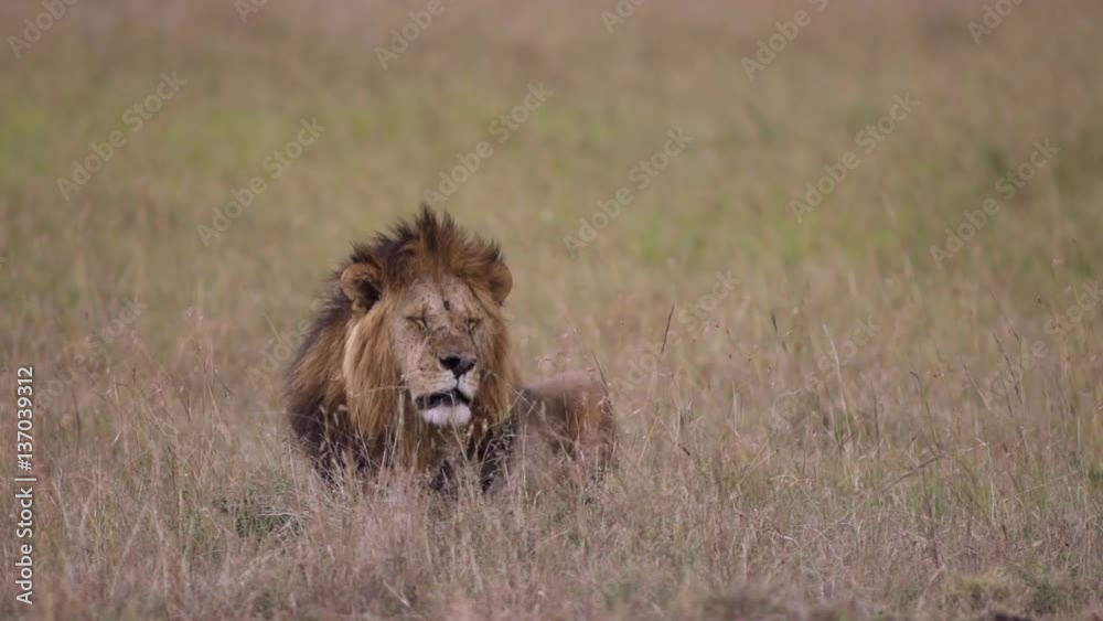 Male lion laying on savannah in Masai Mara, Kenya. Shot in super slow motion at 240 fps (Sony FS700 FHD) Male lion laying on savannah in Masai Mara, Kenya. Shot in super slow motion at 240 fps (Sony FS700 FHD)