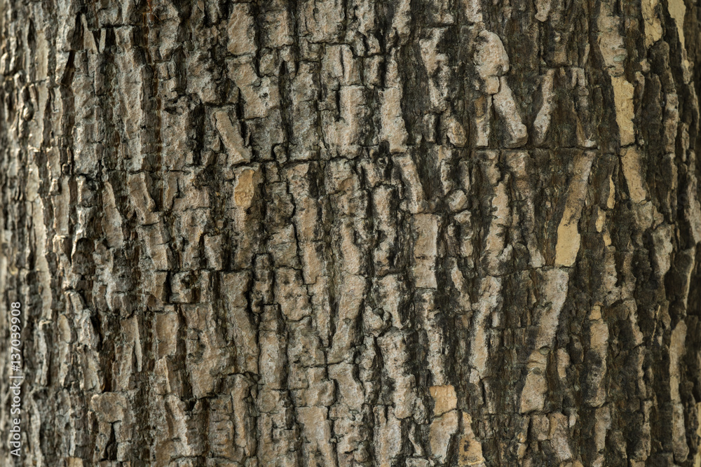 texture of tree bark