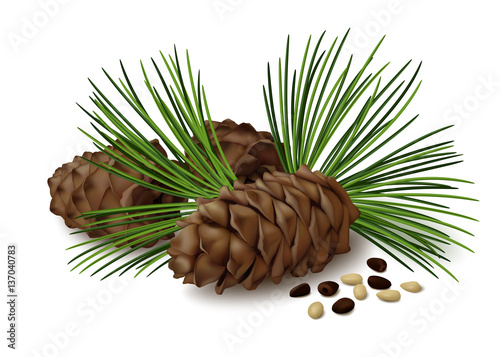 Pine cones with nuts and pine needles on white background