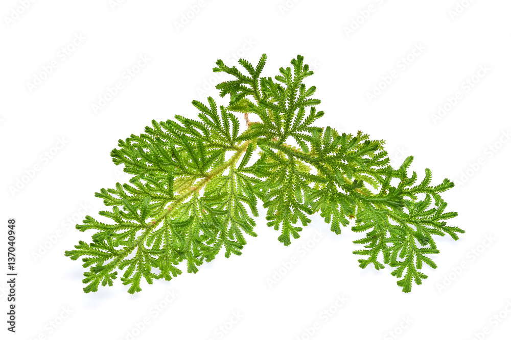Fern isolated on white background Fern isolated on white background