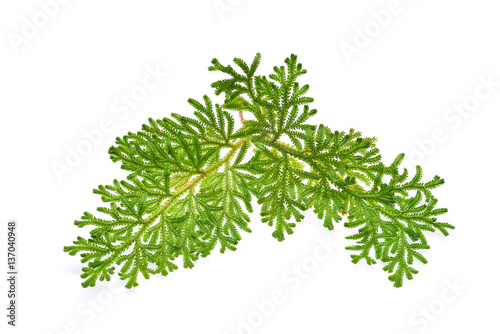 Fern isolated on white background