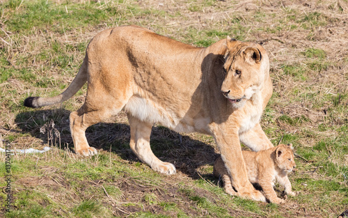 Lioness and cubs, exploring their surroundings