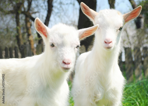 Two white young goats standing among green grass on a warm spring day. Two brothers standing beside one another and looking with joy and happiness
