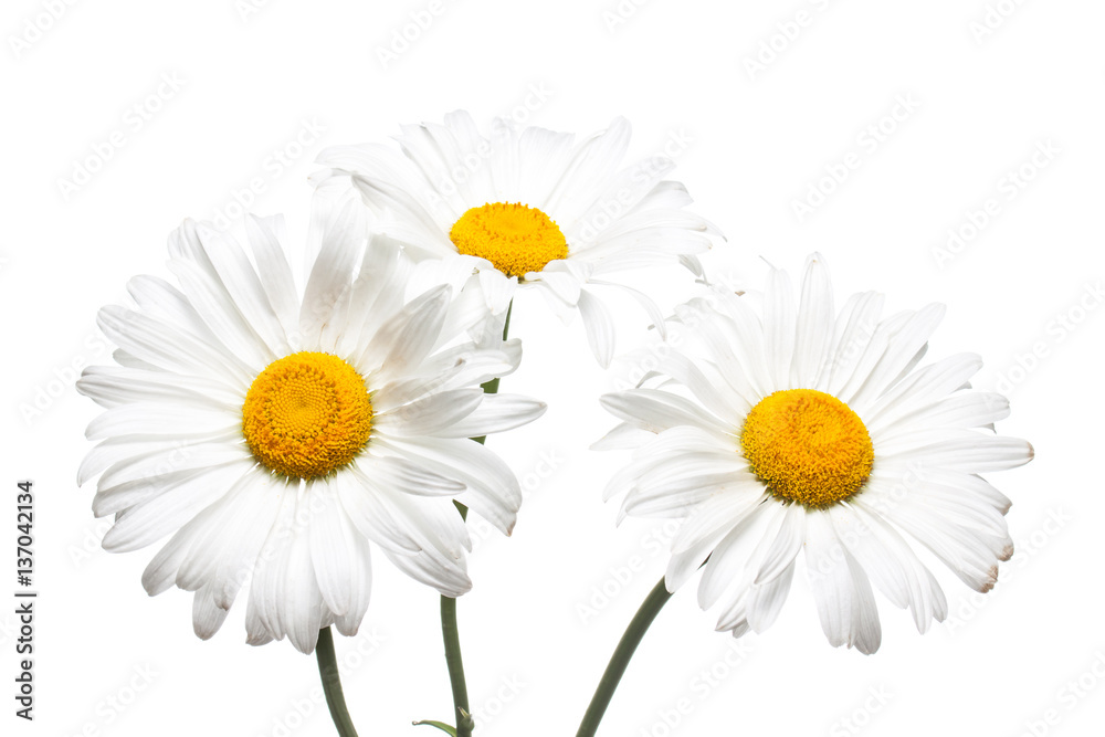Obraz premium Floral wallpaper. Beautiful white camomiles