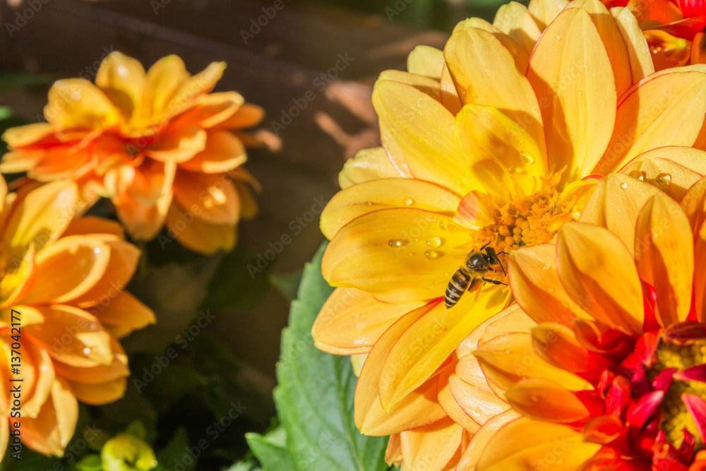Close up of a dahlia flower. Close up of a dahlia flower.