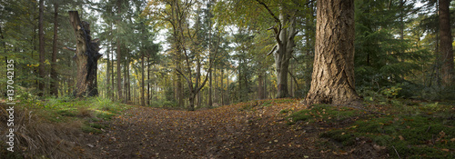 Trees in the forest. Fall. Trees in a forest Netherlands. Sterrebos. Maatschappij van Weldadigheid Frederiksoord. Autumn. Panorama. photo