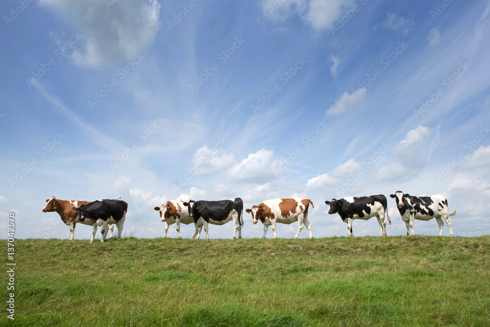 Dutch cows on a dike Netherlands. Meadow . Blue sky and clouds. Dike.