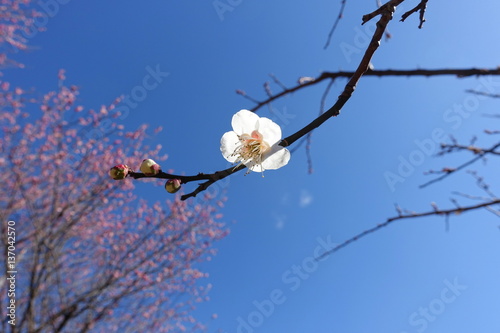 梅の花 © ket68g